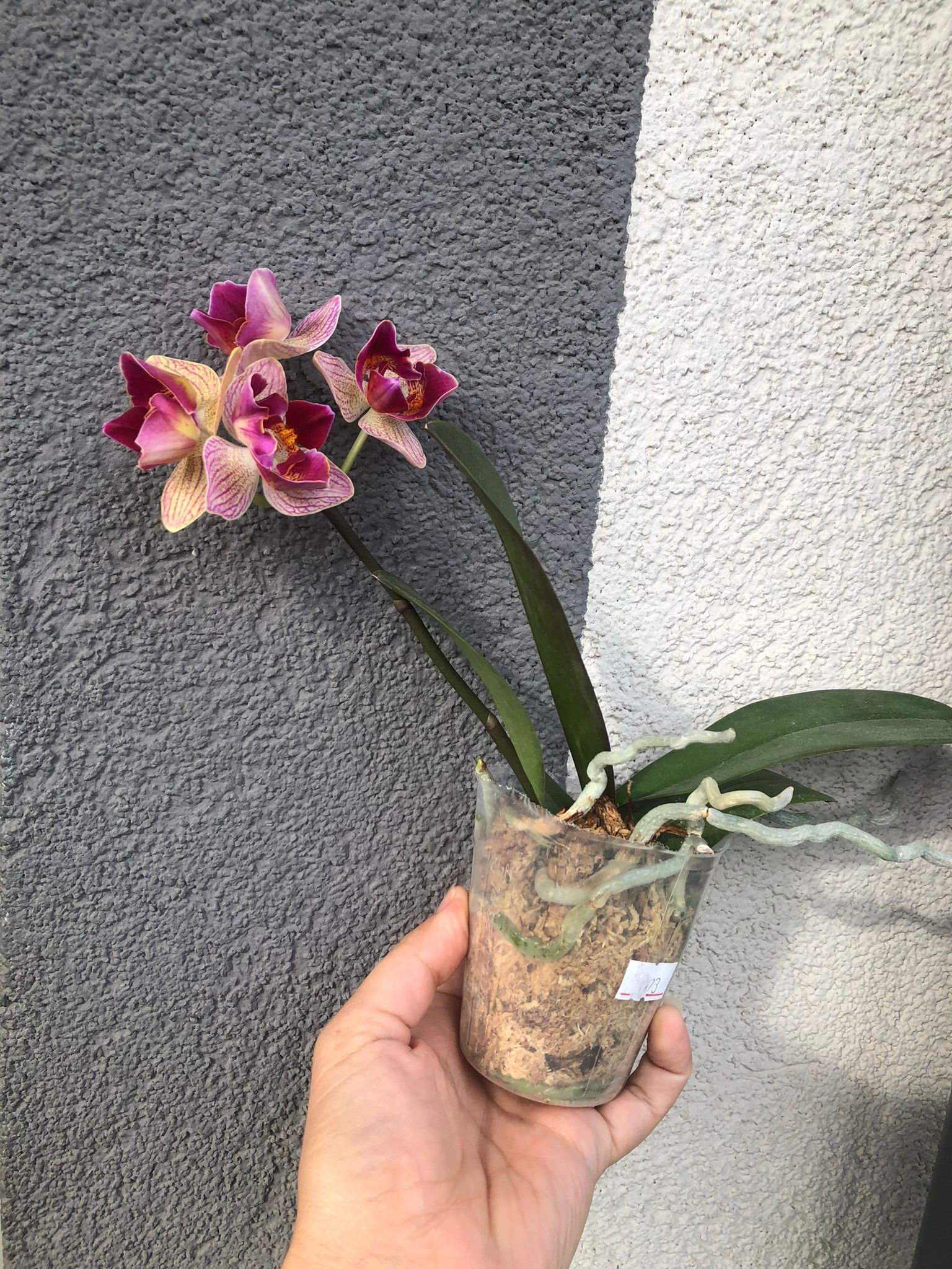 Phalaenopsis Fangmei Sweet 'Splash' — Rare Collector’s Hybrid