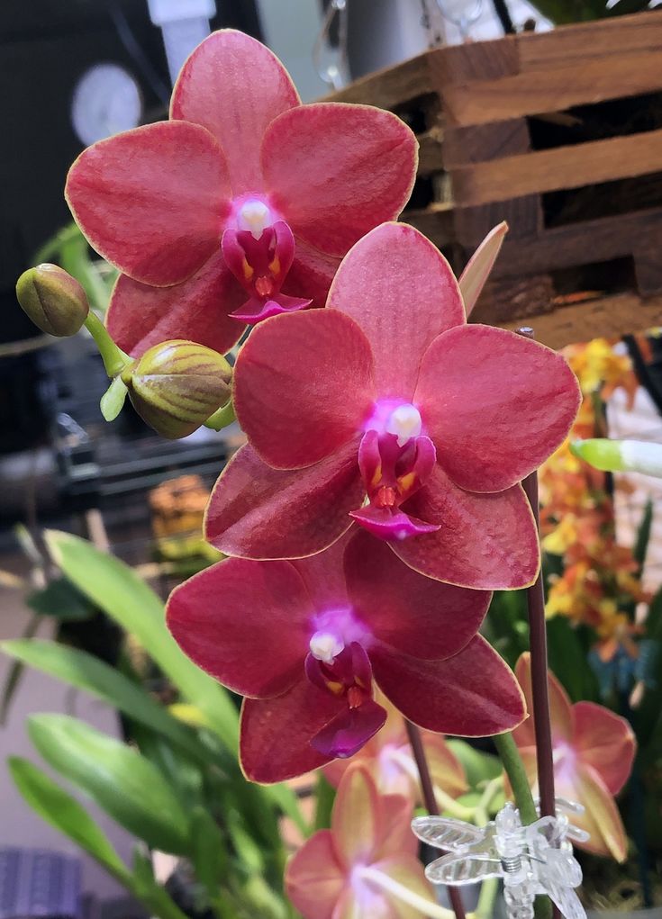 Phalaenopsis Tying Shin ‘Baby Smile’ — Mini Collector’s Hybrid