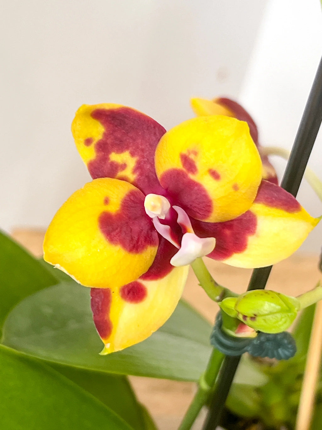 Phalaenopsis Lioulin Moon × Yaphon Dragon Maiden — Rare Hybrid