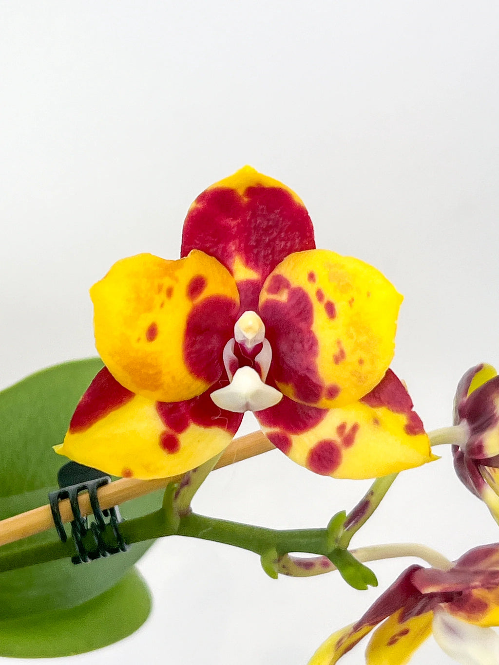 Phalaenopsis Lioulin Moon × Yaphon Dragon Maiden — Rare Hybrid