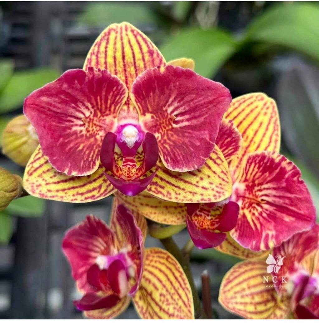 Phalaenopsis Fangmei Sweet 'Splash' — Rare Collector’s Hybrid