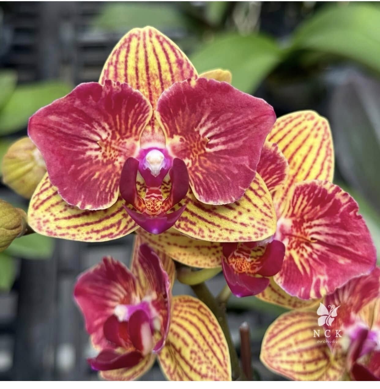 Phalaenopsis Fangmei Sweet 'Splash' — Rare Collector’s Hybrid