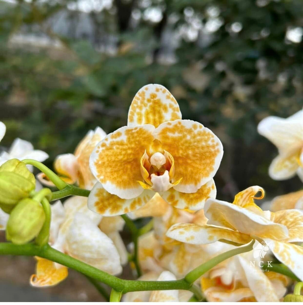 Phalaenopsis NCK ‘Rancho Bariloche’ — Rare Collector’s Hybrid