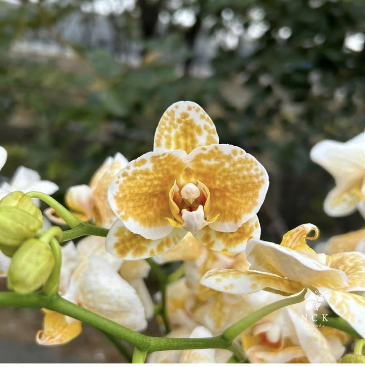 Phalaenopsis NCK ‘Rancho Bariloche’ — Rare Collector’s Hybrid