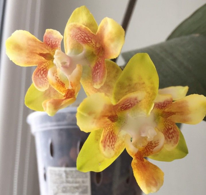Phalaenopsis Sogo Shito Brother Sara Gold — Peloric Collector’s Hybrid