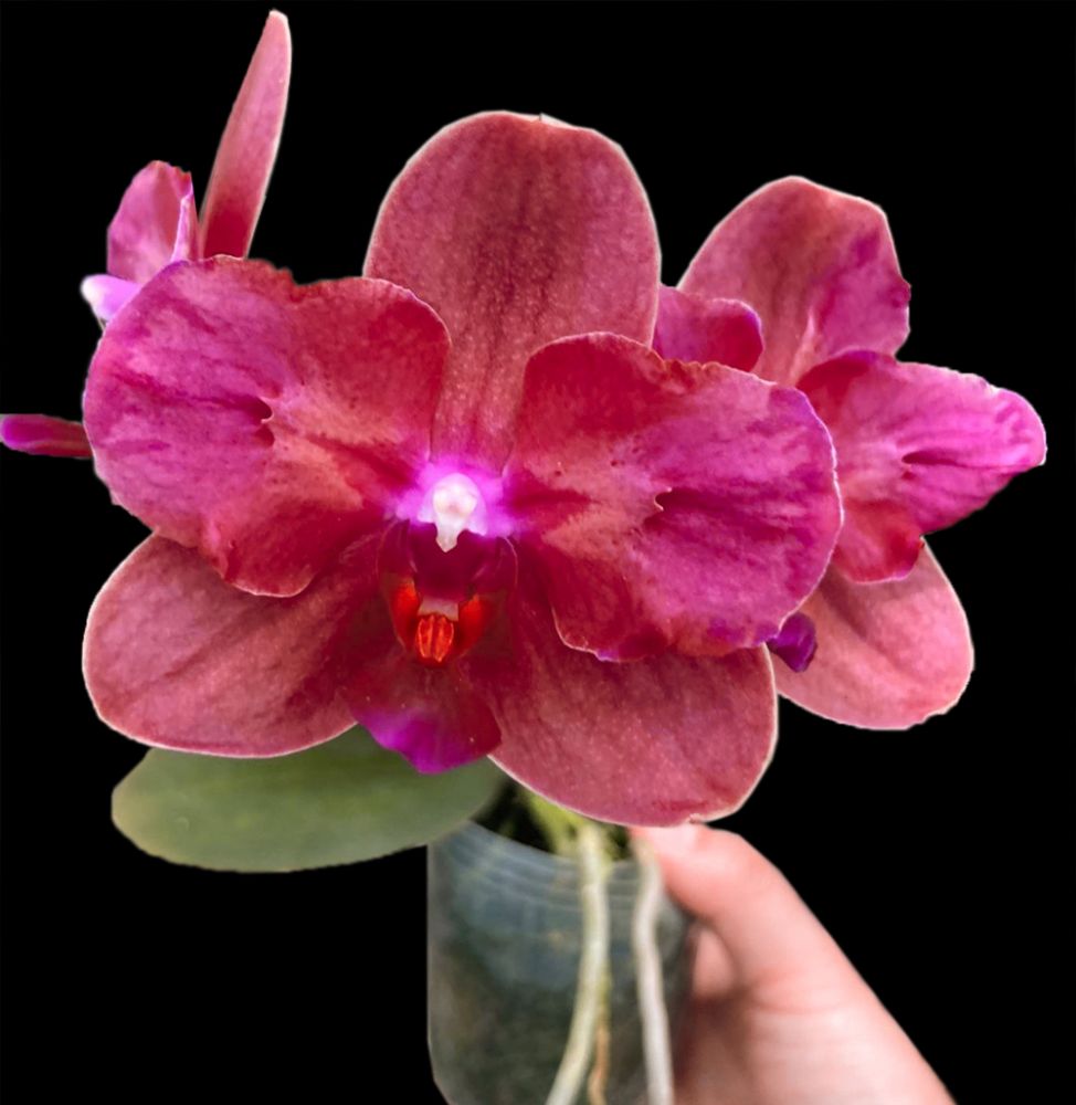 Phalaenopsis Tying Shin ‘Baby Smile’ — Mini Collector’s Hybrid