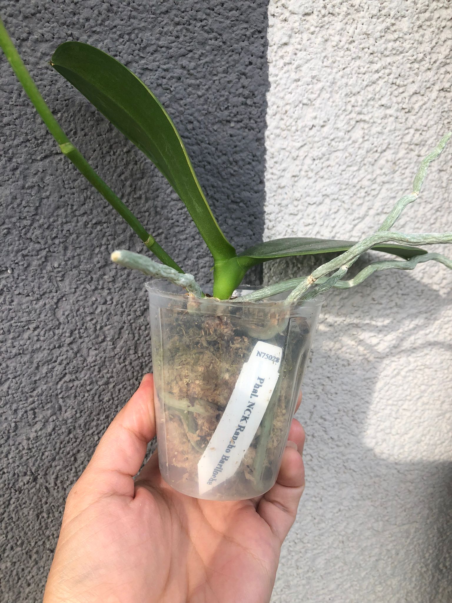 Phalaenopsis NCK ‘Rancho Bariloche’ — Rare Collector’s Hybrid