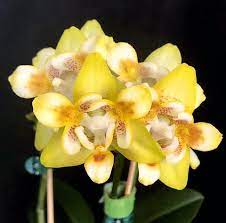 Phalaenopsis Sogo Shito Brother Sara Gold — Peloric Collector’s Hybrid