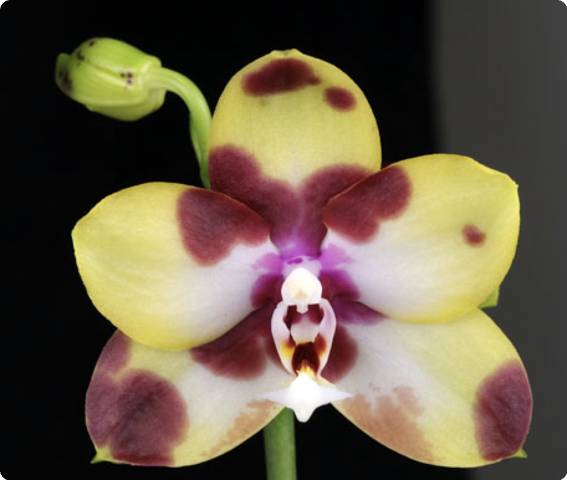 Phalaenopsis Lioulin Moon × Yaphon Dragon Maiden — Rare Hybrid